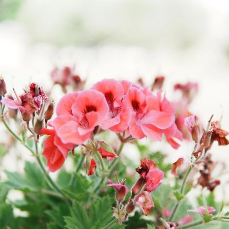 Gardenia Rooms Sarande Luaran gambar
